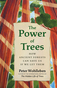 Power of Trees: How Ancient Forests Can Save Us if We Let Them